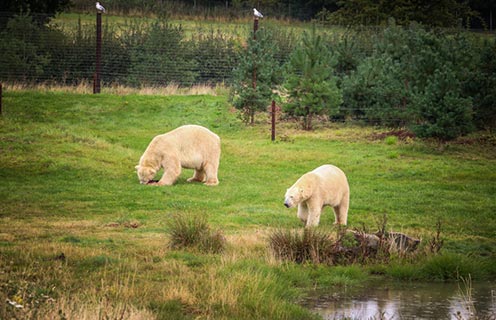 Yorkshire Wildlife Park Polar Bear